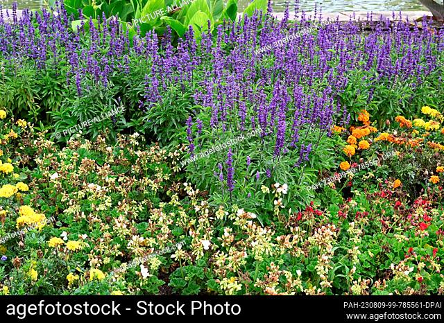 09 August 2023, North Rhine-Westphalia, Cologne: Flower bed with colorful flowers. Photo: Horst Galuschka/dpa. - Cologne/North Rhine-Westphalia/Germany