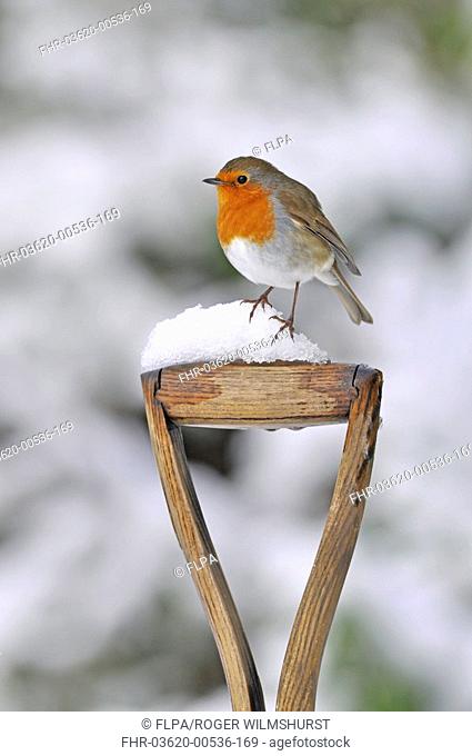 European Robin Erithacus rubecula adult, perched on snow covered garden spade handle, West Sussex, England, february
