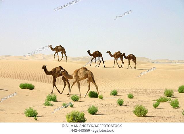 Herd of camels crossing sandy dunes, Abu Dhabi, United Arab Emirates