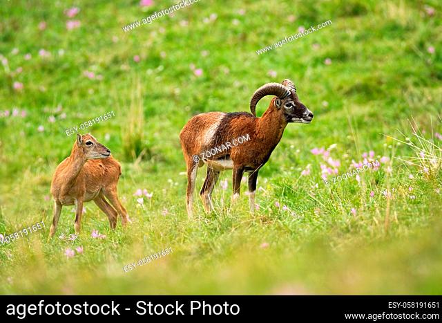 Alert mouflon, ovis orientalis, ram and ewe looking aside on green meadow with wildflowers in summer nature. Attentive wild mammals with brown fur observing