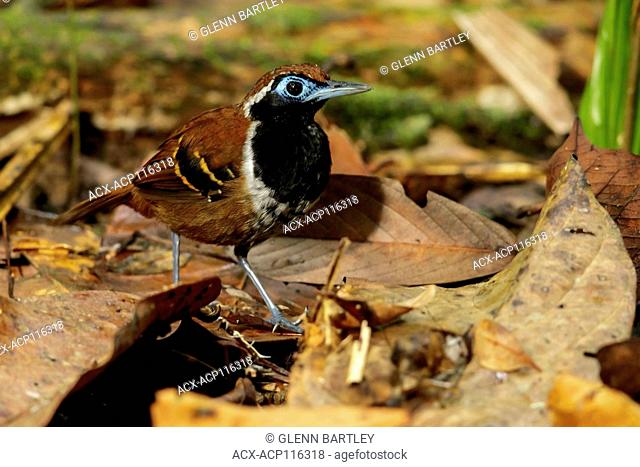 Ferruginous-backed Antbird (Myrmeciza ferruginea) perched on a branch in the rainforest of Guyana