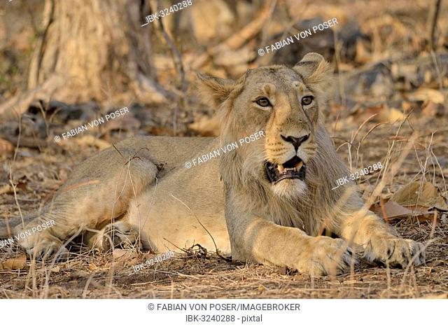 Asiatic Lion (Panthera leo persica), young male, Gir Forest National Park, Gir Sanctuary, Gujarat, India
