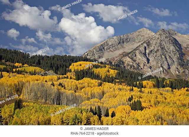 Yellow aspens and evergreens in the fall with rocky mountain, Grand Mesa-Uncompahgre-Gunnison National Forest, Colorado, United States of America, North America