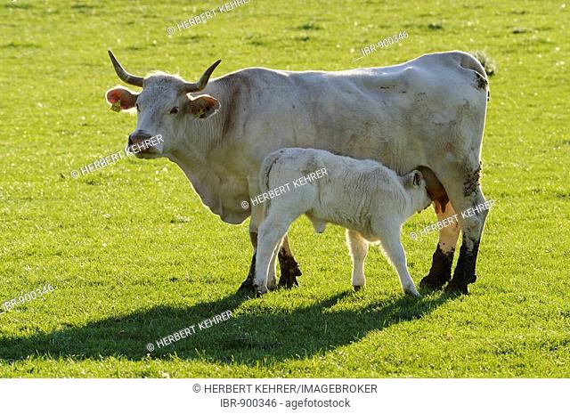 Charolais cow suckling her calf, Gerolzhofen, Lower Franconia, Bavaria, Germany, Europe