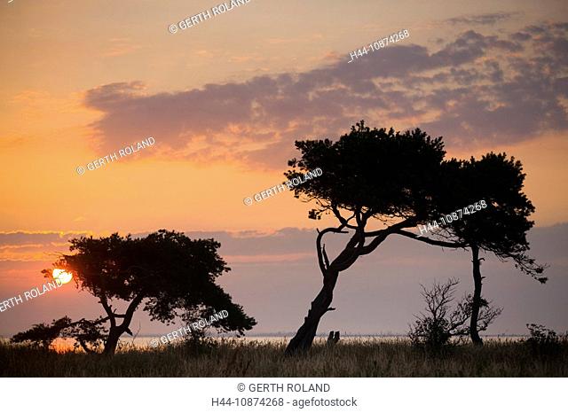 Urehoved, Denmark, island, isle, Aero, coast, sea, trees, land tongue, clouds, morning mood, sunrise