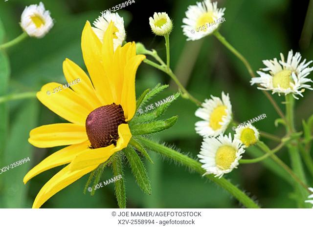 Rudbeckia hirta (Black-eyed Susan) and Erigeron philadelphicus (Philadelphia Fleabane) flowers