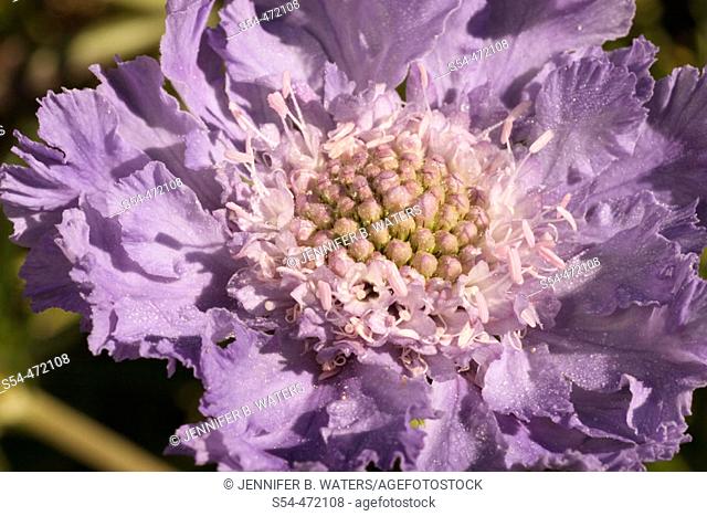 Fama (scabiosa caucasia), a Pincushion flower