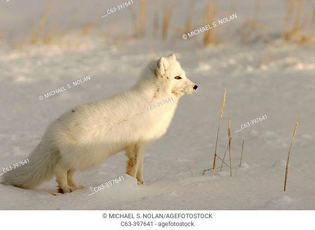 Arctic Fox (Alopex lagopus) near Churchill, Manitoba, Canada