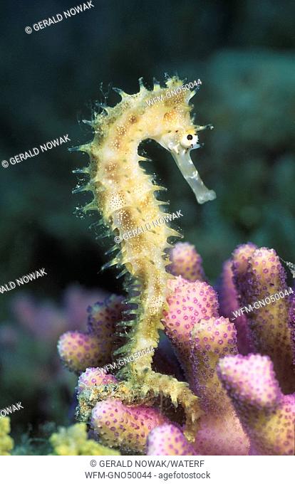 Thorny Seahorse yellow, Hippocampus hixtrix, Red Sea, Egypt