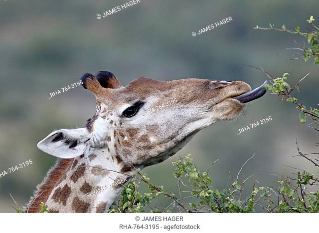 Cape giraffe Giraffa camelopardalis giraffa feeding, Imfolozi Game Reserve, South Africa, Africa
