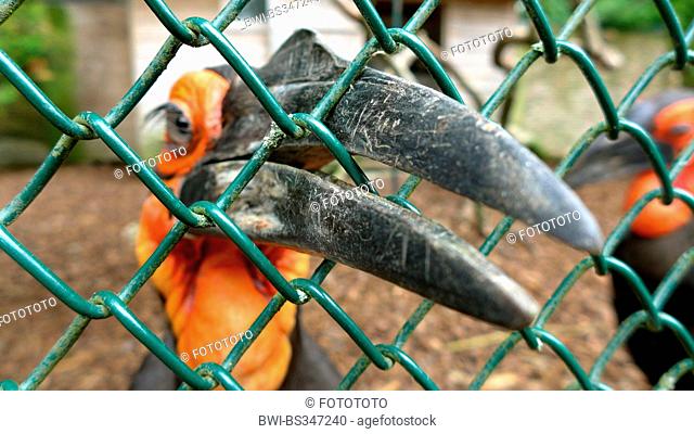 southern ground hornbill, ground hornbill (Bucorvus leadbeateri, Bucorvus cafer), hornbill biting into a mesh wire fence