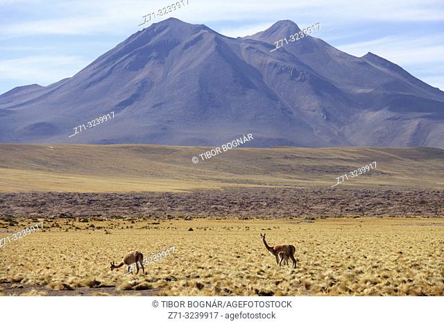 Chile, Antofagasta Region, Atacama Desert, Andes Mountains, vicunas, vicugna vicugna, Cerro Miscanti,