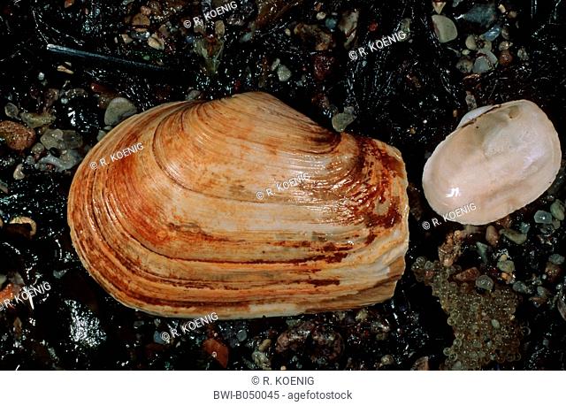 blunt gaper clam, truncate softshell (clam) (Mya truncata), lying in mud