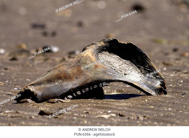 Weathered horse or cow bovine skull on the beach at Tain