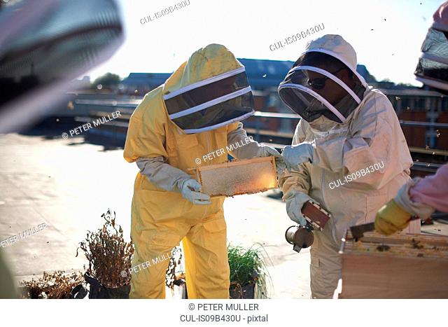 Beekeepers inspecting honeycomb tray on city rooftop