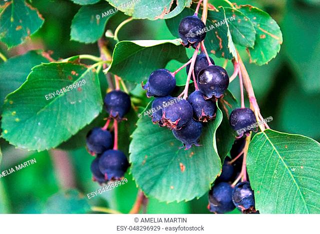 Clusters of ripe saskatoon serviceberries hanging in summer