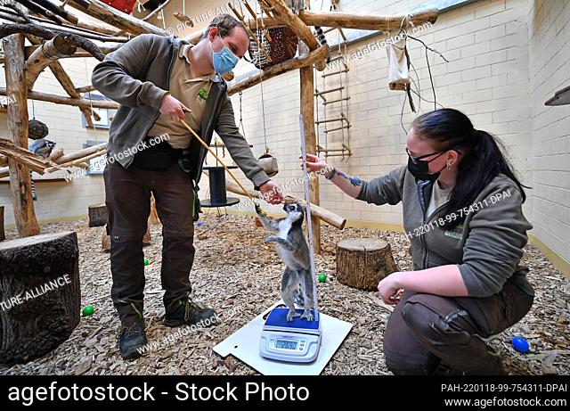 18 January 2022, Thuringia, Erfurt: Katharina Heiermann, and Markus Düx, animal keeper, measure and weigh a calico during the inventory at Thüringer Zoopark...