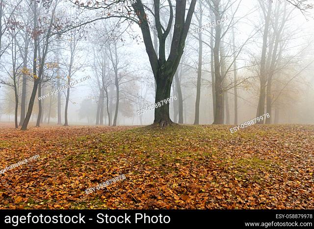 autumn park with trees and foliage lying on the ground, foggy weather during the day