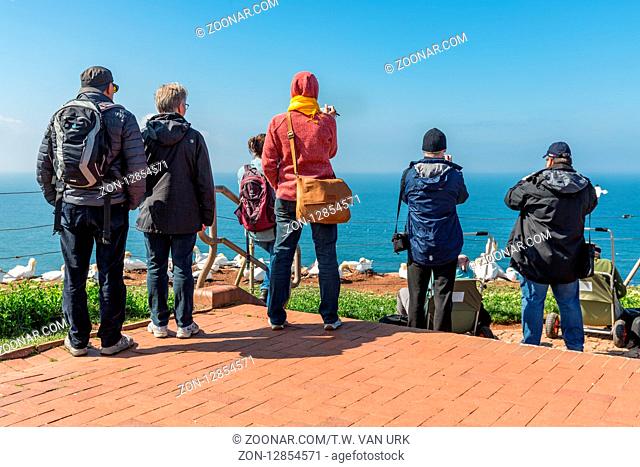 HELGOLAND, GERMANY - MAY 20, 2017: Bird watchers near breeding Northern Gannets at red cliffs of Helgoland