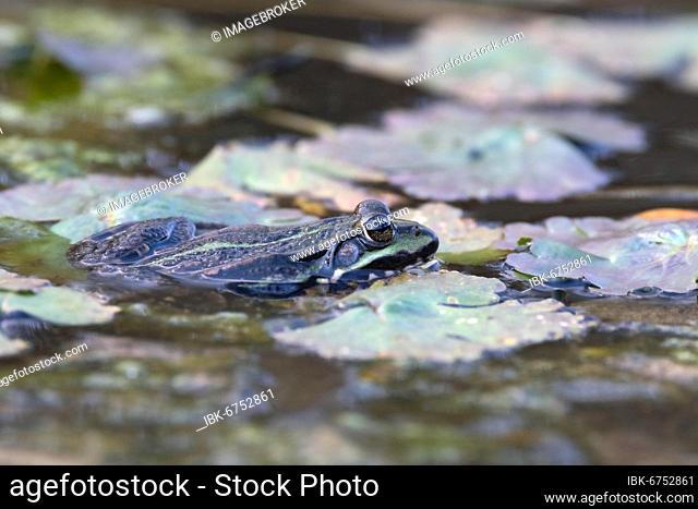 Green frog (Pelophylax kl. esculentus), sitting aquatic plants, Brandenburg, Germany, Europe
