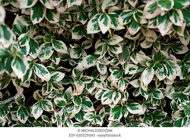 Photo of white and green ivy background