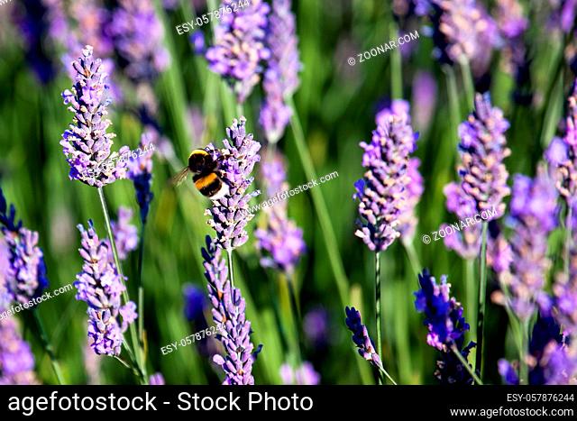 Bumble Bee on Lavender