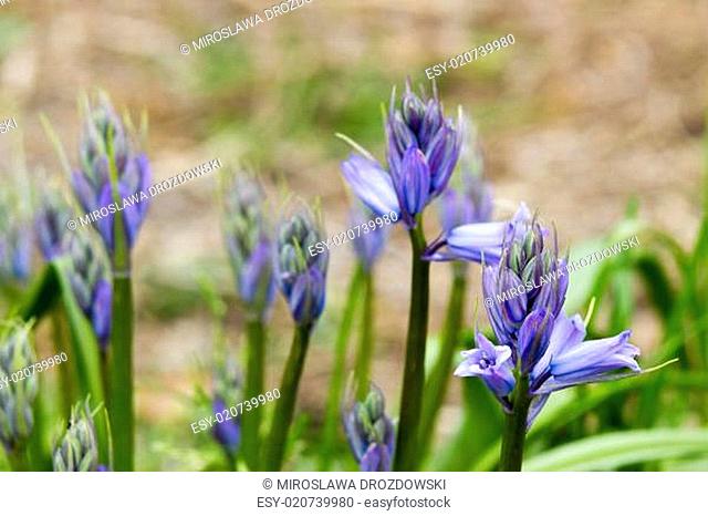 bluebells (Hyacinthoides non-scripta)