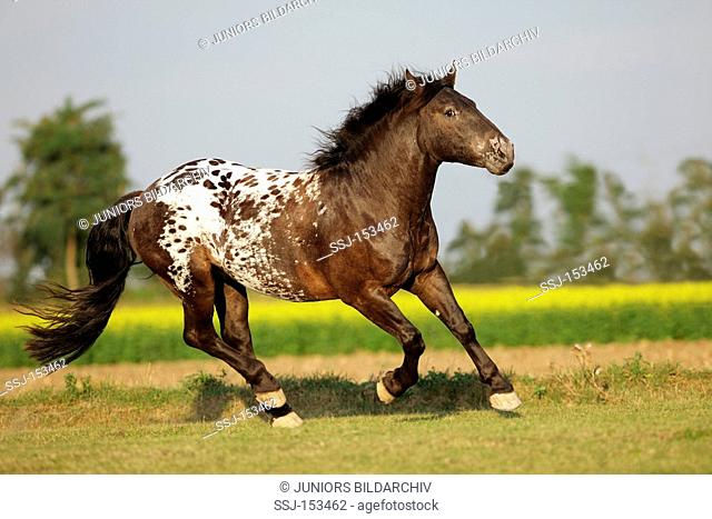 Noriker horse - galloping on meadow