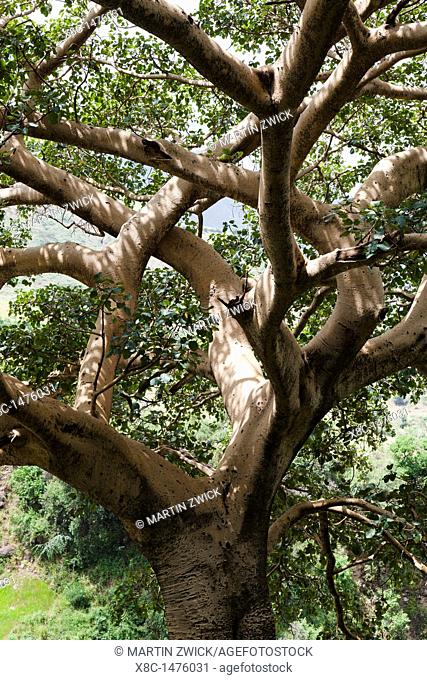 Fig Tree near the escarpment of the Simien Mountains close to the Simien Mts  National Park near the village of Mekarebya at an elevation of about 2100m during...