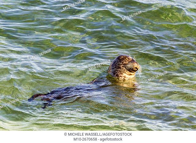 Harbor Seal head and neck just above the surface of the water as its swimming along