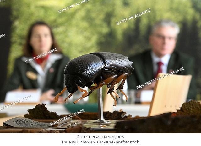 27 February 2019, Hessen, Kassel: The model of a bark beetle (Ips typographus) is standing on a table during the press conference of the Landesbetriebs...