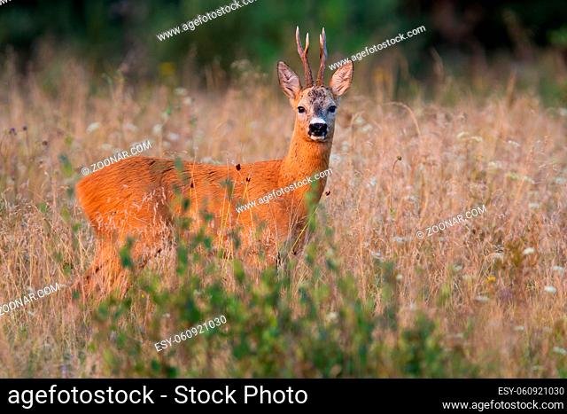 Roe deer, capreolus capreolus, buck standing on growned field in summertime nature. Brown animal with antlers looking to the camera on grass