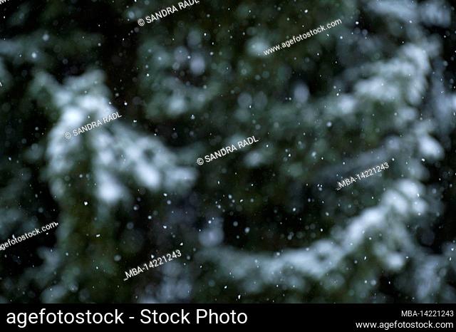 Winter forest, snowflakes in front of snow-covered spruce trees, blurred background, Germany, Hesse