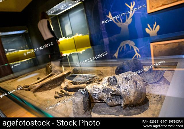 31 March 2022, Lower Saxony, Hanover: A skeleton in a man's grave of a longhouse man (ca. 5300-4900 BC) is on display in the exhibition ""The Invention of the...