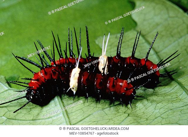Caterpillar Malay Lacewing ButterflyLarvae stage (Cethosia hypsea)