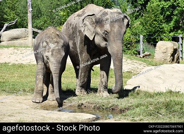 Asian elephants (Elephas maximus) are seen in the Prague Zoo, Czech Republic, on August 3, 2022. (CTK Photo/Jana Zaoralkova)