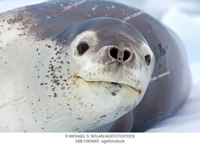 Adult leopard seal Hydrurga leptonyx hauled out on ice floe near the Antarctic Peninsula, Southern Ocean  MORE INFO The leopard seal is the second largest...