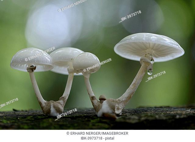 Porcelain Fungus (Oudemansiella mucida), Emsland, Lower Saxony, Germany