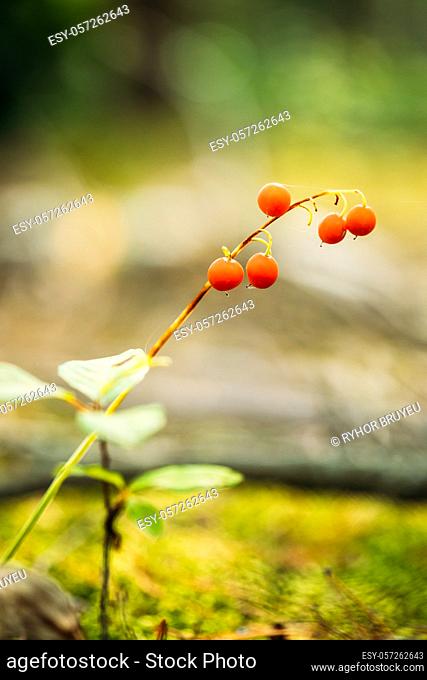 Red Berries Of Lily Of Valley Plant In Autumn Forest. Poisonous Berry