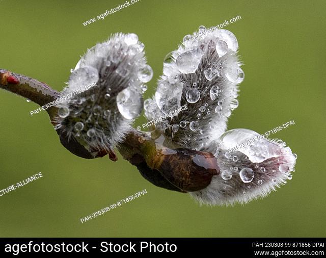 08 March 2023, Hesse, Frankfurt/Main: Willow catkins are covered with raindrops on a tree in Frankfurt. The weather continues to present its cold and wet side