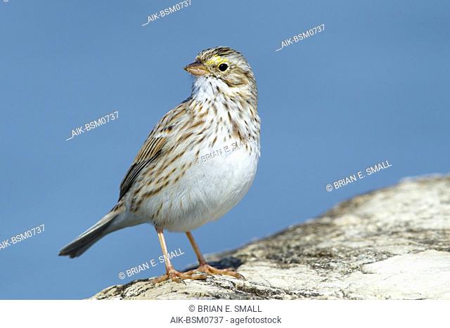Adult Savannah Sparrow (Passerculus sandwichensis (Ipswich race) in late winter, standing on a rock in Ocean County, New Jersey, USA