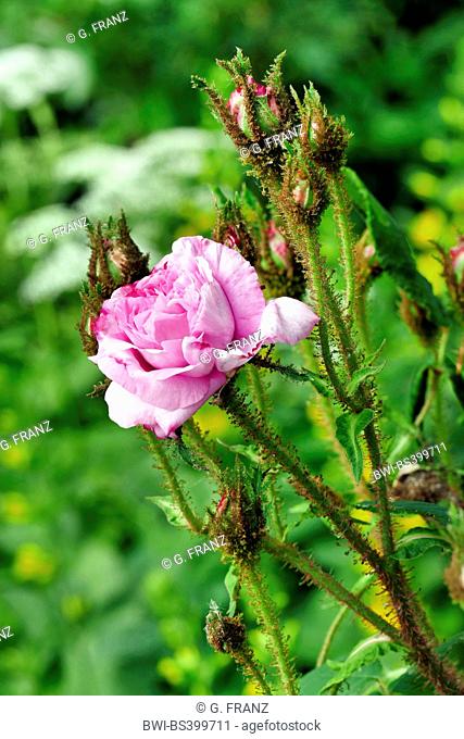 ornamental rose (Rosa spec.), Moss rose