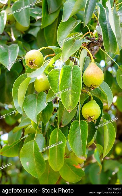 Little fresh green pears on the tree