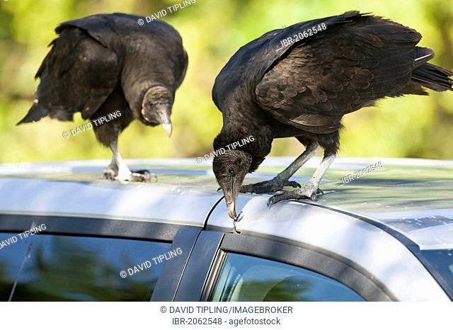 American Black Vultures (Coragyps atratus) pulling at rubber window seal on parked car at Anhinga Trail, Florida, USA