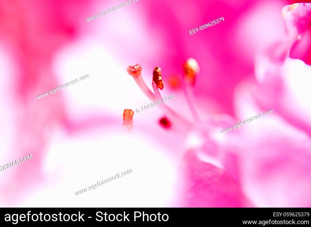 Stempel Blütenkelch der Rhododendron