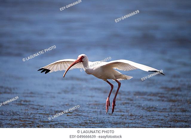 American White ibis Eudocimus albus bird flies in and lands in a pond at Tigertail Beach on Marco Island, Florida