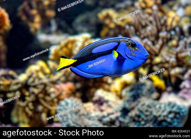 blue surgeonfish (Paracanthurus hepatus) underwater in sea with corals in background