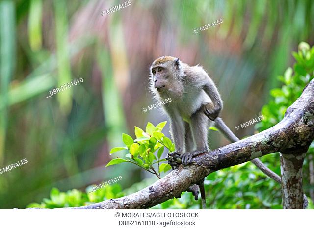 Asia, Borneo, Malaysia, Sarawak, Bako National Park, Crab-eating macaque or long-tailed macaque (Macaca fascicularis)