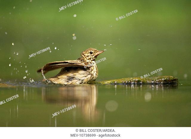 Tree Pipit - Bathing at forest pool (Anthus trivialis)