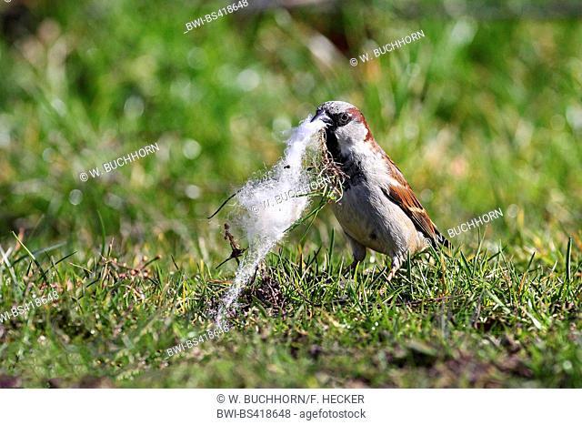 house sparrow (Passer domesticus), male collecting nesting material, Germany